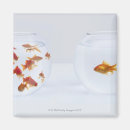 Zoek naar goudvis magneten Zwemmen