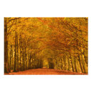 Zoek naar beuk posters Bos