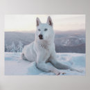 Zoek naar sneeuw wit posters Dier