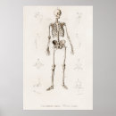 Zoek naar vintage anatomie posters Oud