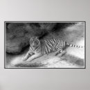 Zoek naar white tiger kunst Afdrukken
