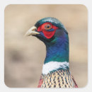 Zoek naar fazant stickers Land