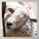 Zoek naar schapen posters Christelijk