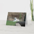 Zoek naar witte tijger kaarten Dier