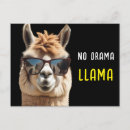 Zoek naar drama lama briefkaarten Alpaca