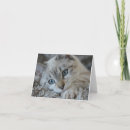 Zoek naar punten kaarten Kat