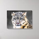 Zoek naar snow leopard kunst Luipaard