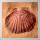 Zoek naar weekdier posters Schelp