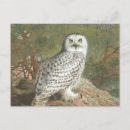 Zoek naar owl briefkaarten Antiek