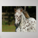 Zoek naar spotty kunst Paard
