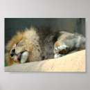 Zoek naar leeuwen posters Wilde dieren