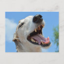 Zoek naar smiling briefkaarten Grappig