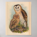 Zoek naar vintage owl kunst Druk