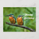 Zoek naar ijsvogels kaarten Ijsvis