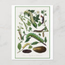 Zoek naar rups briefkaarten Tuin