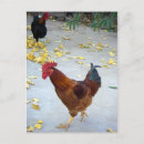 Zoek naar kip verjaardag briefkaarten Foto
