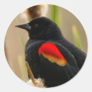 Zoek naar merel stickers Zwarte vogel