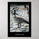 Zoek naar ganzen posters Dieren