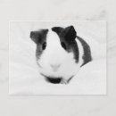 Zoek naar varkens briefkaarten Cavia's