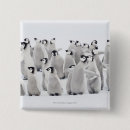 Zoek naar groep dieren buttons Dag