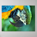 Zoek naar ara papegaai posters Natuur