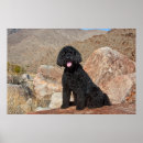 Zoek naar labradoodle kunst Dog