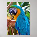 Zoek naar macaw birds posters Papegaai
