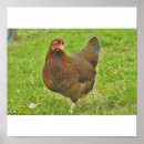 Zoek naar huhn posters Henne