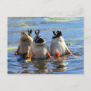 Zoek naar grappig zwemmen briefkaarten Schattig