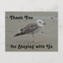 Zoek naar zeemeeuwen briefkaarten Gast