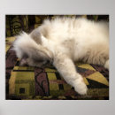 Zoek naar luie dag posters Kat