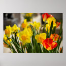 Zoek naar narcis posters Schattig