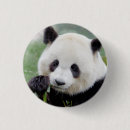 Zoek naar panda buttons Natuur