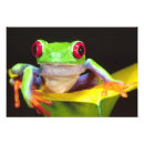 Zoek naar nicaragua kunst Tree frog