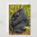 Zoek naar baby aap kaarten Gorilla