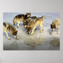 Zoek naar wolf pack kunst Dier