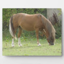 Zoek naar paarden fotoplaat Bruin
