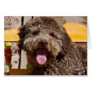 Zoek naar lagotto briefkaarten Bont