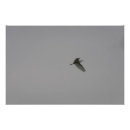 Zoek naar waadvogel posters Egret