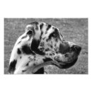 Zoek naar great dane kunst Dieren