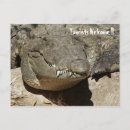 Zoek naar krokodil briefkaarten Vakantie