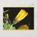 Zoek naar dauw briefkaarten Bloemen