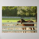Zoek naar paarden posters Foto's