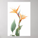 Zoek naar paradijsvogel posters Plant