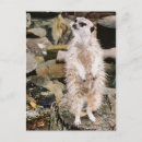 Zoek naar meerkats briefkaarten Natuur