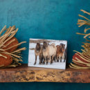 Zoek naar paarden fotoplaat Ijsland