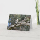 Zoek naar kookaburra kaarten Australisch