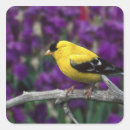Zoek naar goudvink stickers Zangvogel