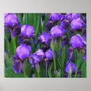 Zoek naar irissen kunst Floreel