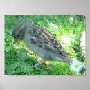 Zoek naar vogels posters Plezier